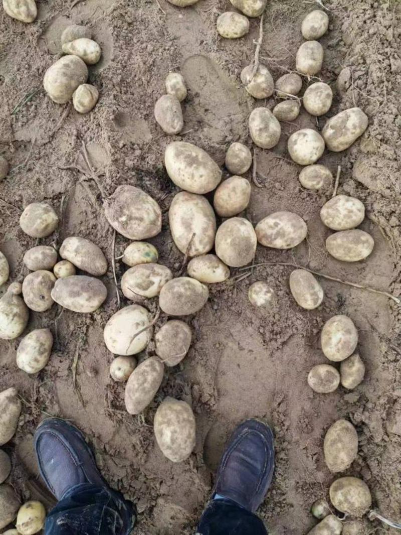 宁夏v7土豆大量有货，欢迎采购商随时咨询实地看货