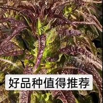 甘肃红叶香莴苣大量供应产地直发各种规格量大从优