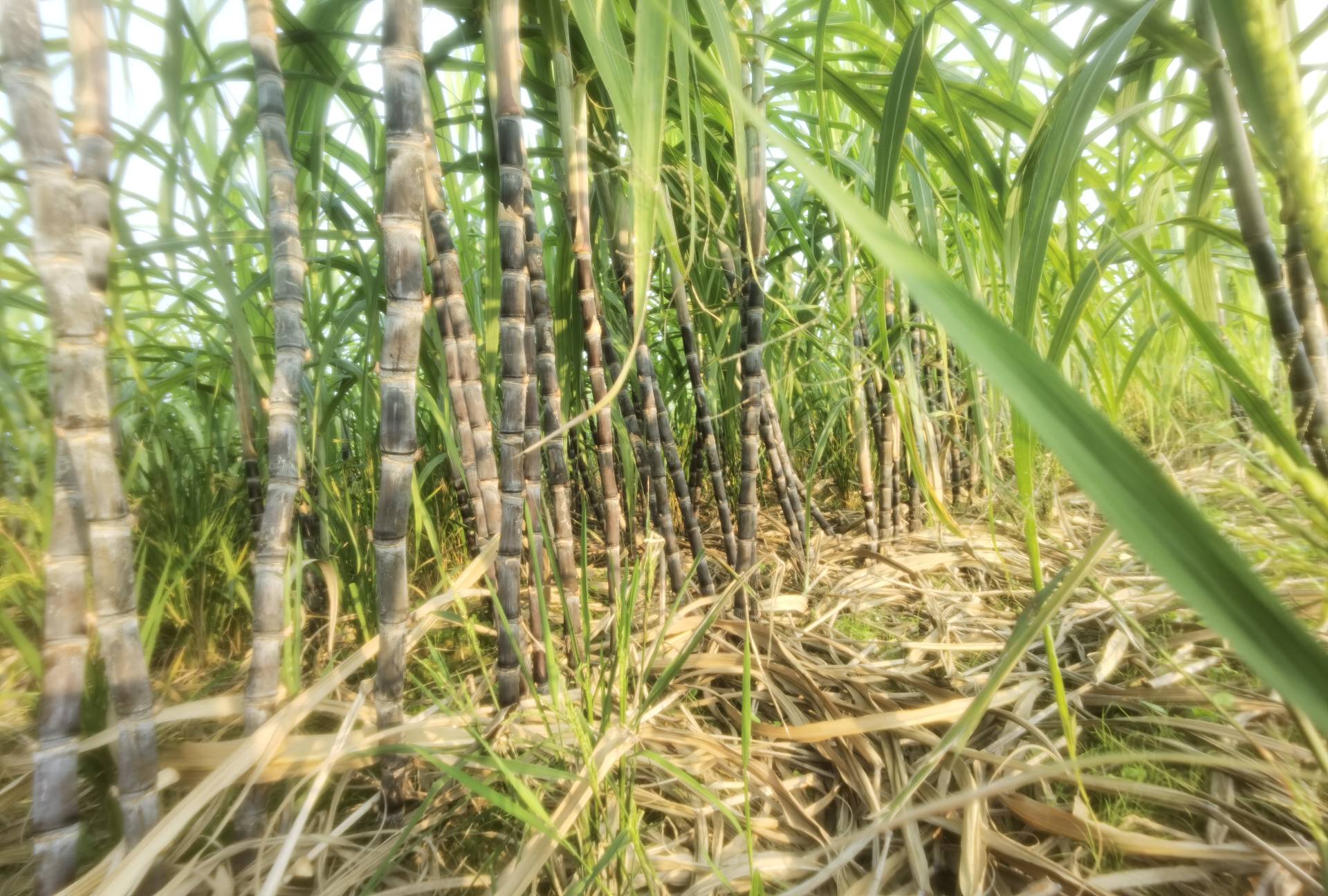 黑皮甘蔗整株展示