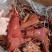 【腊肉】烟熏腊猪拱嘴，一件50斤，现货供应