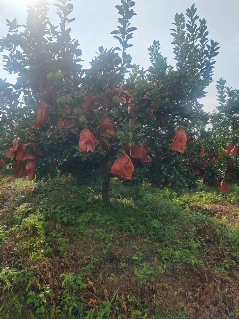 江西吉安井冈蜜柚，产地直发品质保证支持视频看货