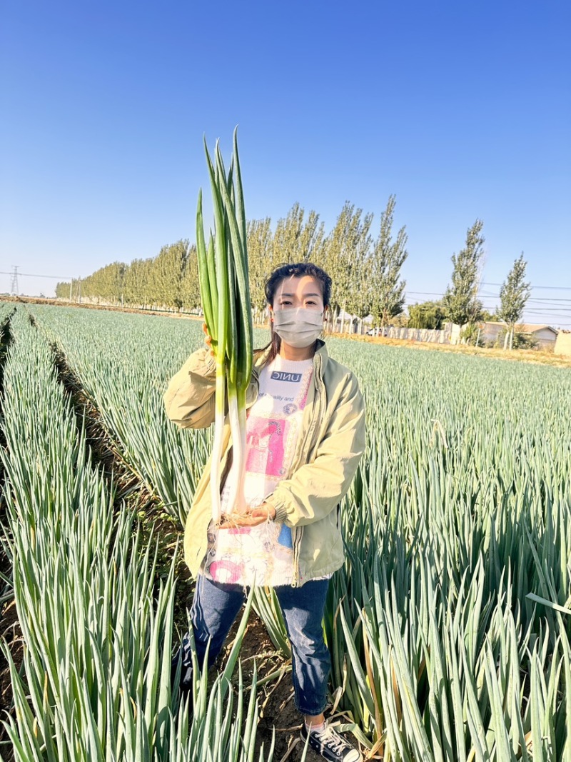 甘肃沙地精品钢葱大量上市产地直销一手货源