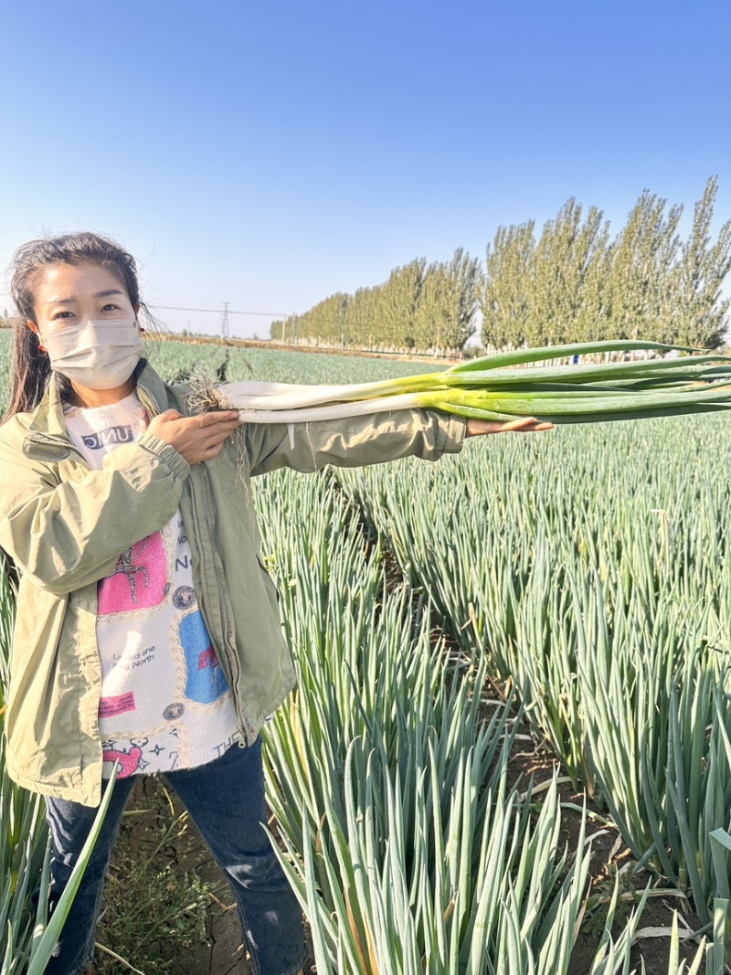 甘肃沙地精品钢葱大量上市产地直销一手货源