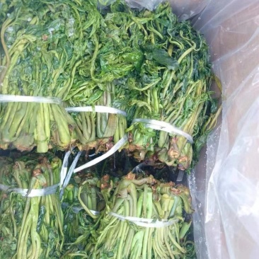 大政盐渍香椿芽，香椿芽，礼品盒，源头工厂。