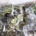 大政盐渍香椿芽，香椿芽，礼品盒，源头工厂。