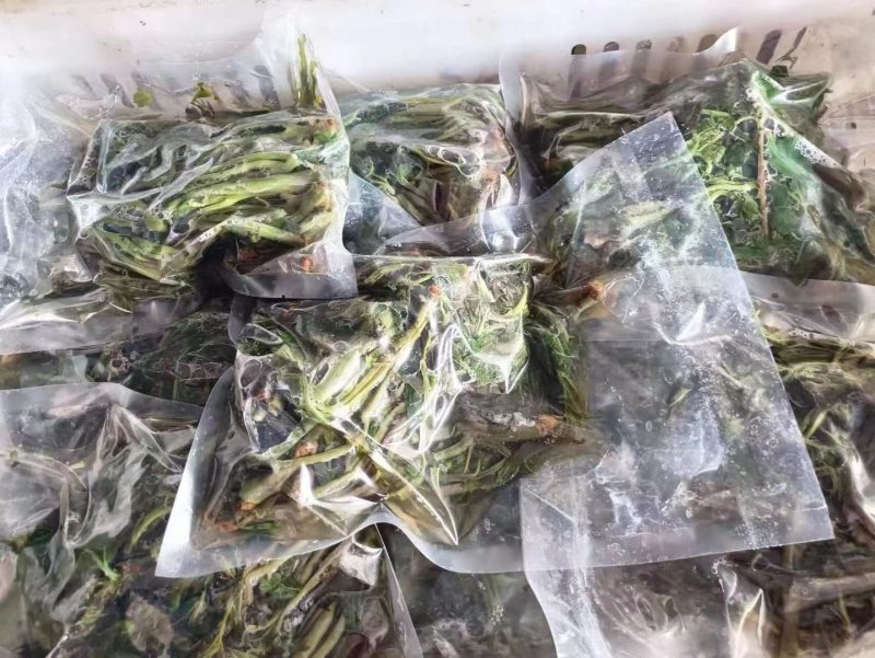 大政盐渍香椿芽，香椿芽，礼品盒，源头工厂。