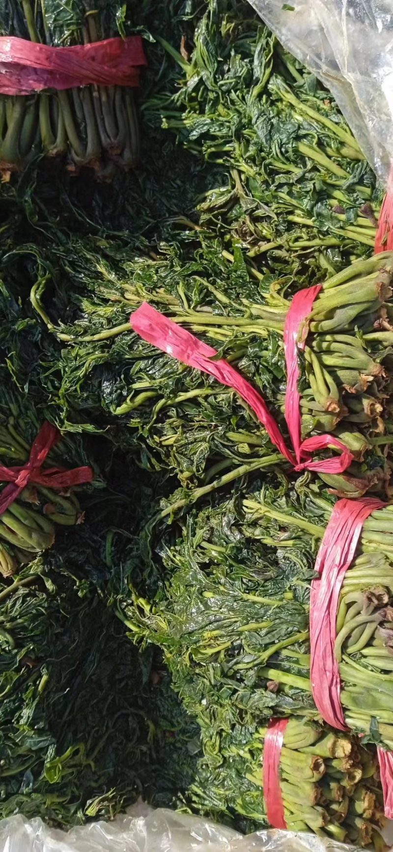 大政盐渍香椿芽，香椿芽，礼品盒，源头工厂。