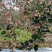 红富士纸加膜，膜袋80以上