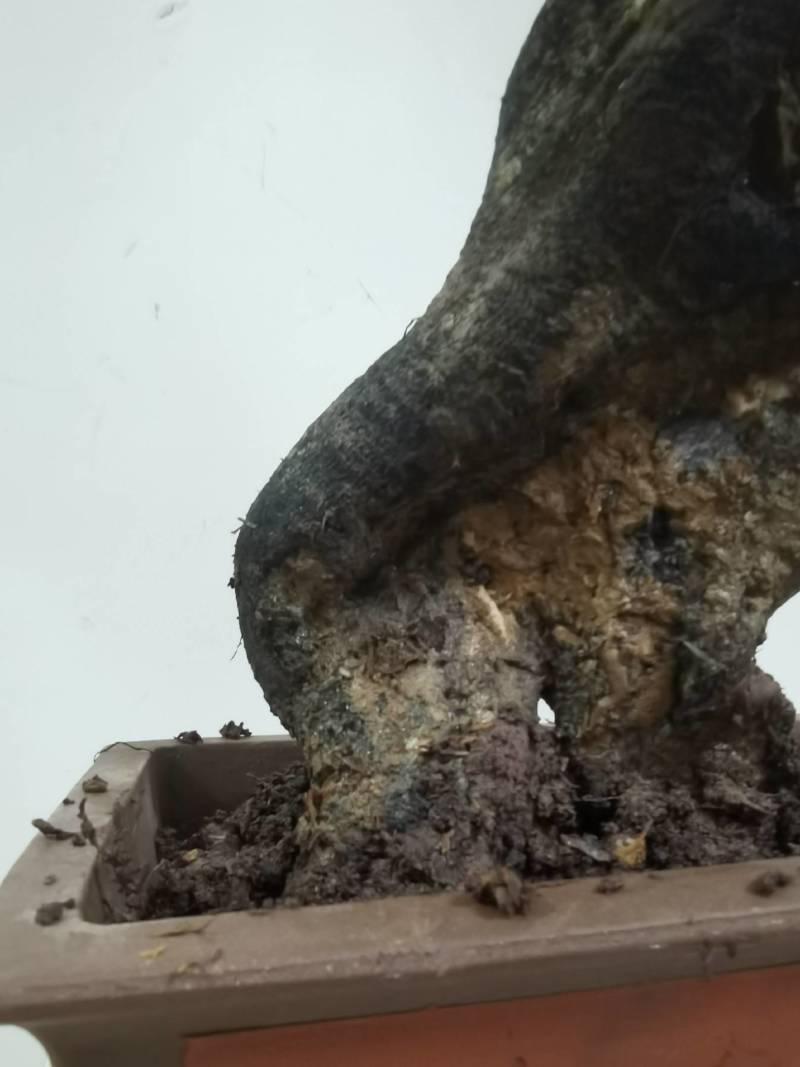 长在悬崖峭壁石缝里的扁扁桩