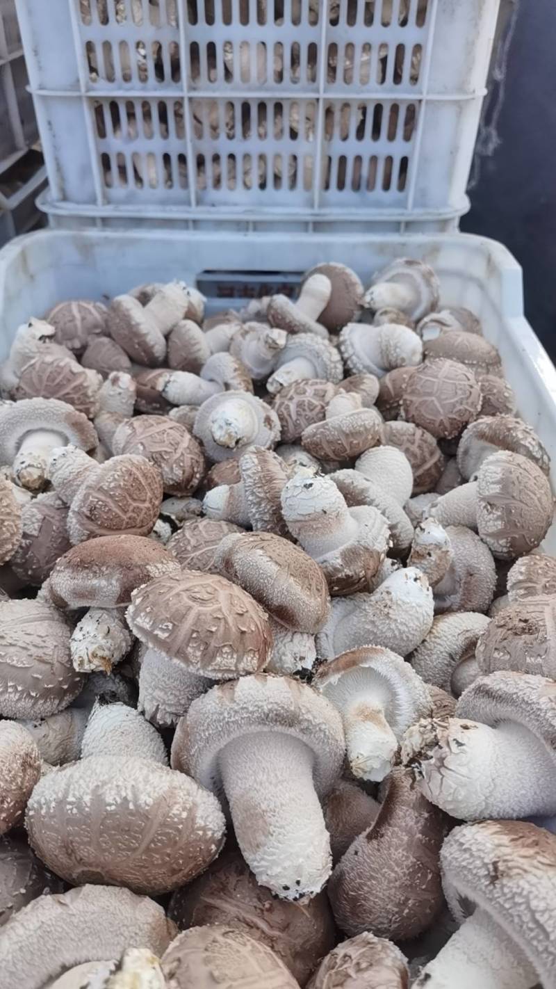 精品花菇已上市望新老客户订购，质优价廉