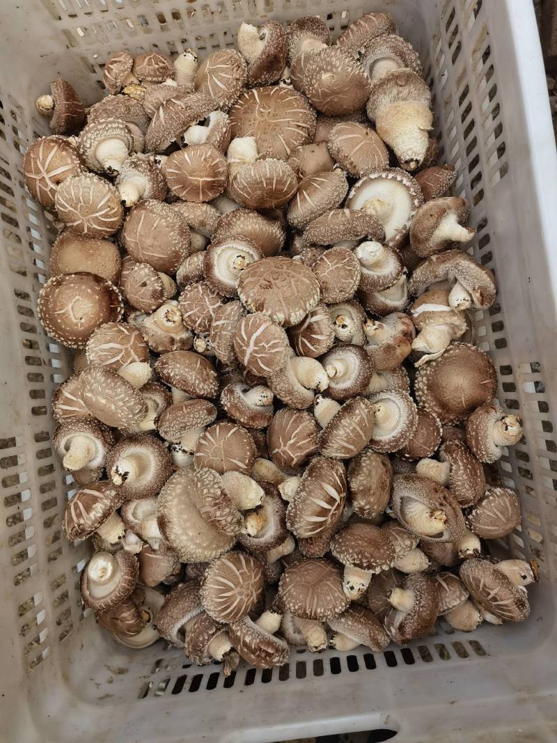 精品花菇已上市望新老客户订购，质优价廉