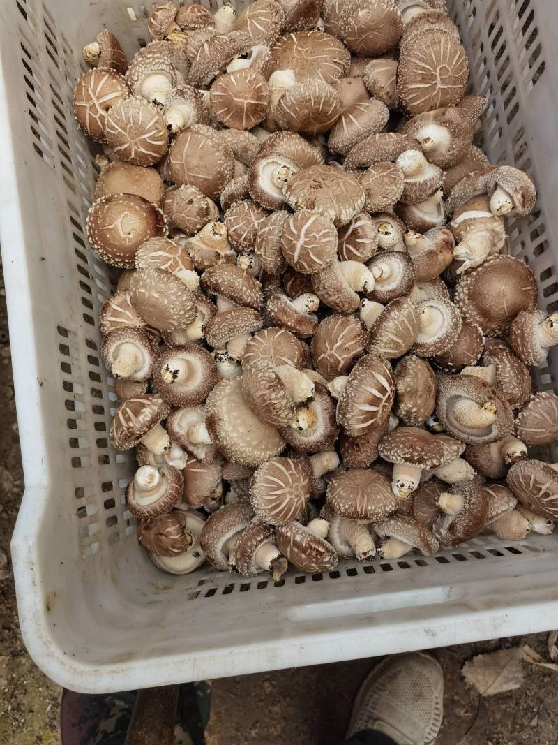 精品花菇已上市望新老客户订购，质优价廉
