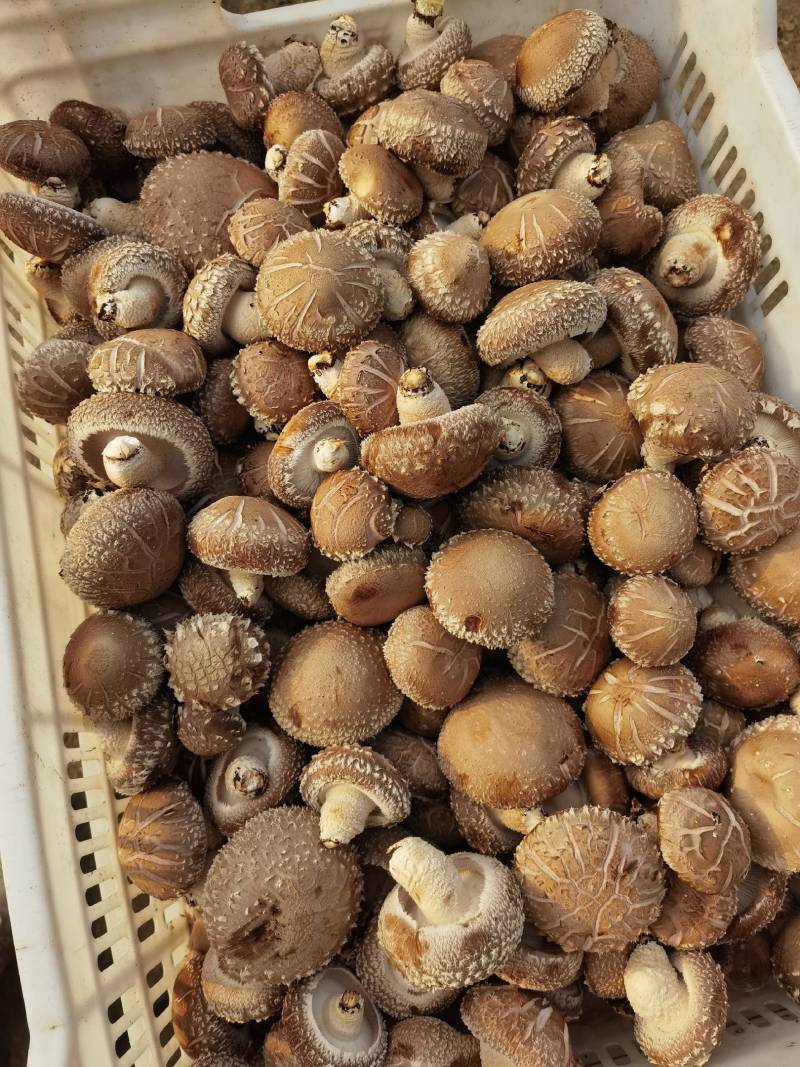 精品花菇已上市望新老客户订购，质优价廉