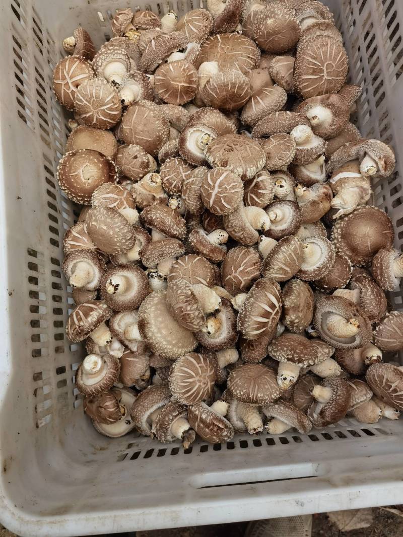 精品花菇已上市望新老客户订购，质优价廉