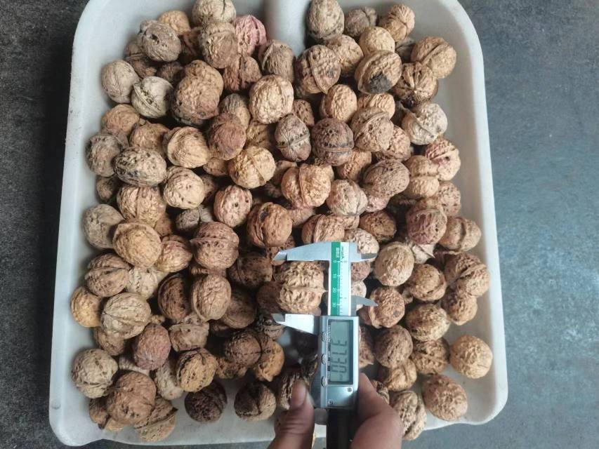 展示新鲜、完整的薄皮核桃果实,果壳较薄,表面光滑,色泽自然 薄皮核桃整体展示