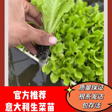 意大利生菜苗全年耐抽苔