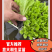意大利生菜苗全年耐抽苔