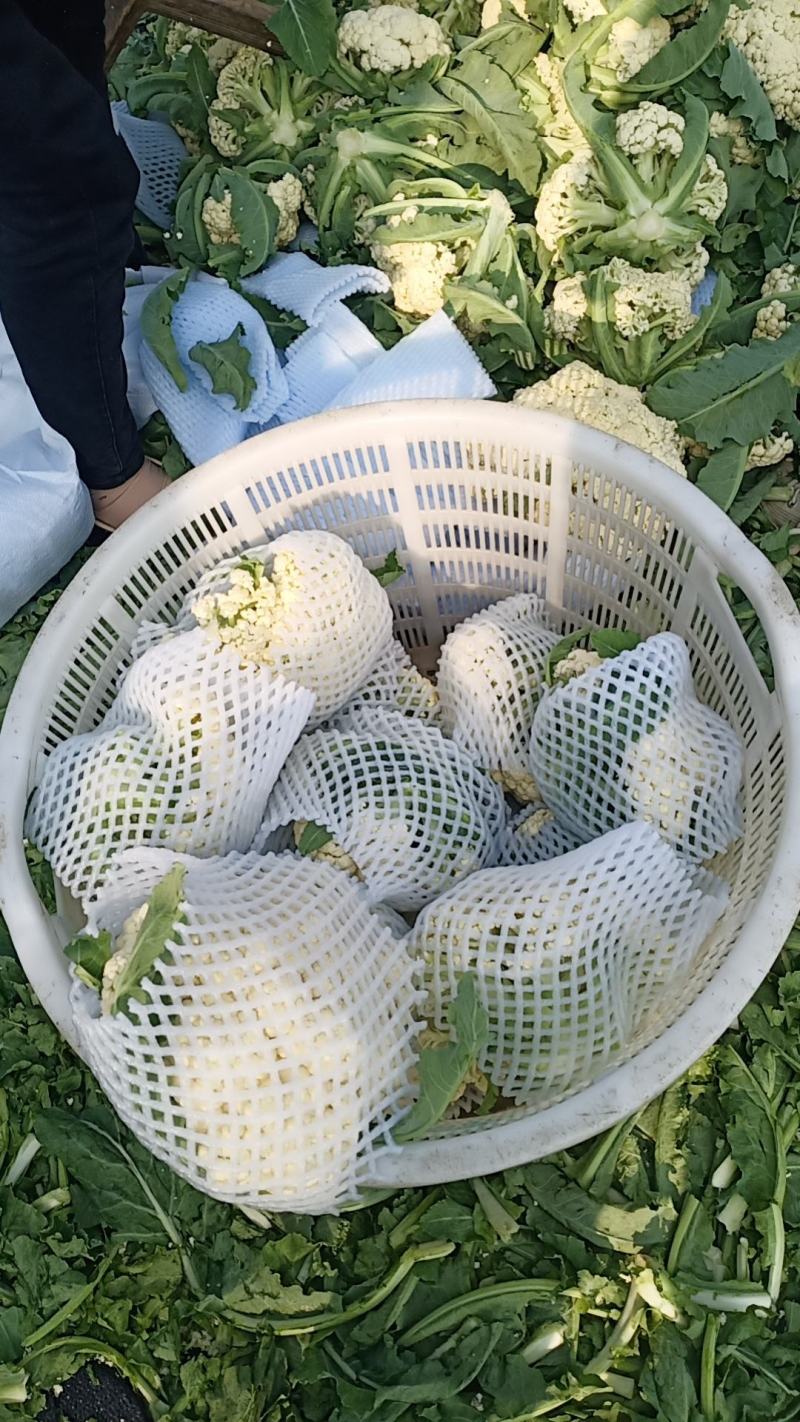湖北天门青梗白面松花菜上市中个头大颜色白无黑点杂质有网袋