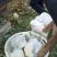 湖北天门青梗白面松花菜上市中个头大颜色白无黑点杂质有网袋