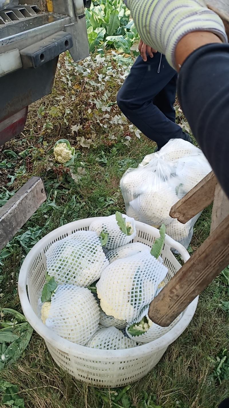 湖北天门青梗白面松花菜上市中个头大颜色白无黑点杂质有网袋