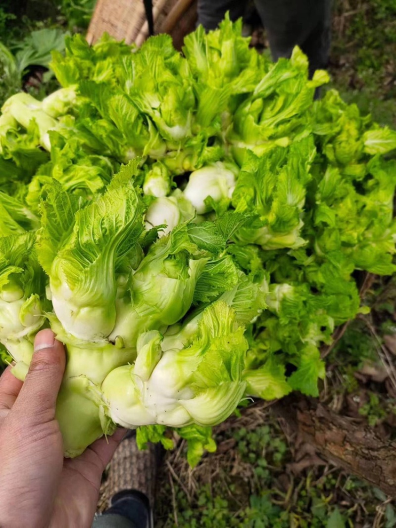 儿菜安徽儿菜娃娃菜代办代发货源充足