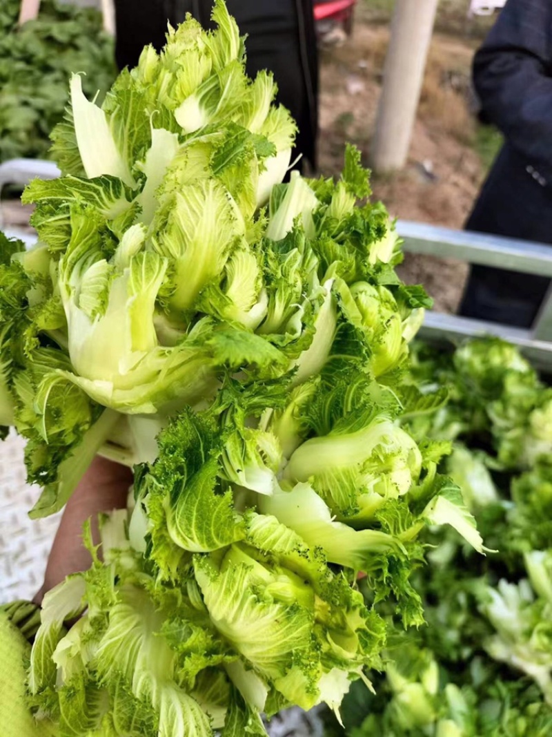 儿菜安徽儿菜娃娃菜代办代发货源充足