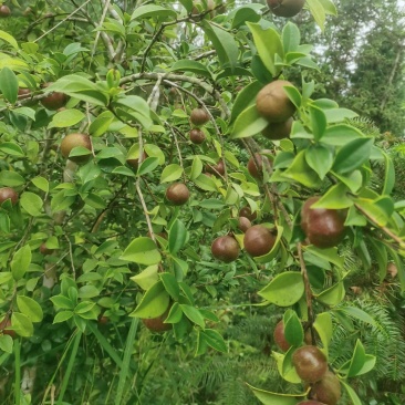 油茶果