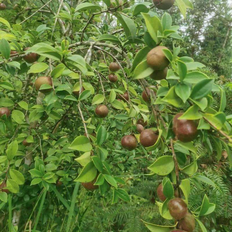 油茶果