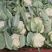 【好货】精品家花菜，基地直发，大量供应，量大从优