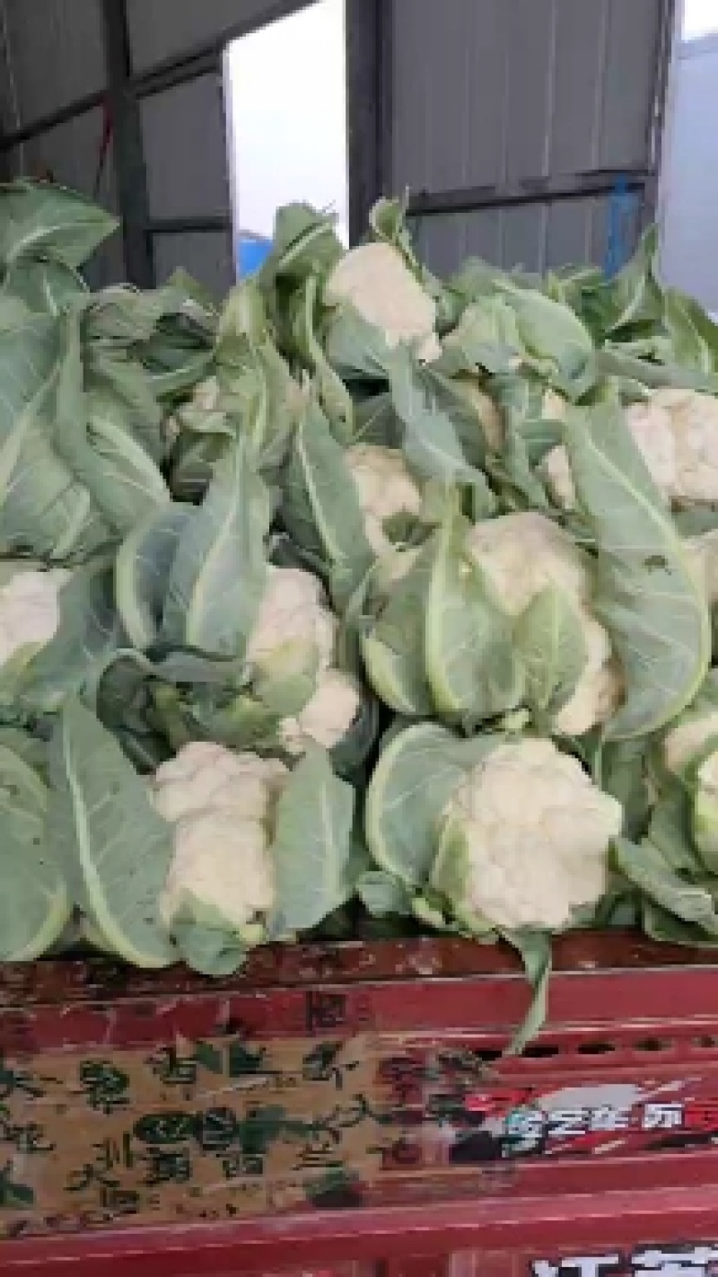 【好货】精品家花菜，基地直发，大量供应，量大从优