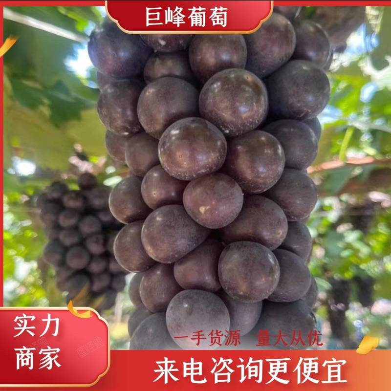 精品葡萄巨峰葡萄大量上市代发全国货源充足欢迎咨询