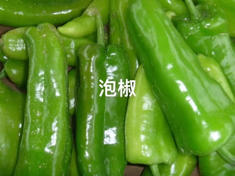 【实力线椒】八号，四号椒，大量现货，价格实惠，质量保证。