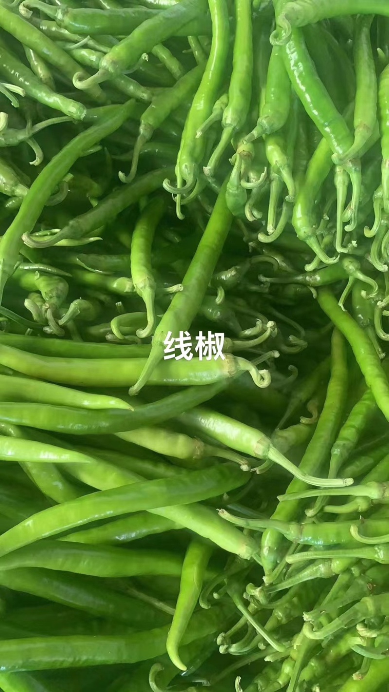 【实力线椒】八号，四号椒，大量现货，价格实惠，质量保证。