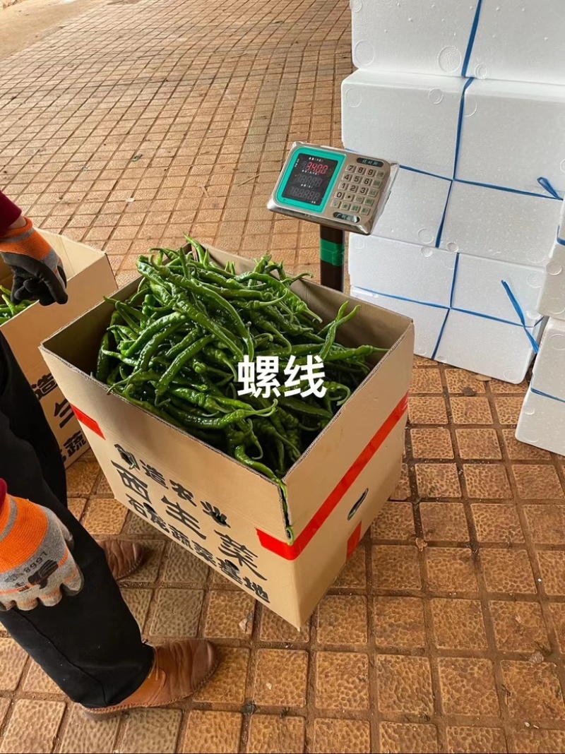 【实力线椒】八号，四号椒，大量现货，价格实惠，质量保证。
