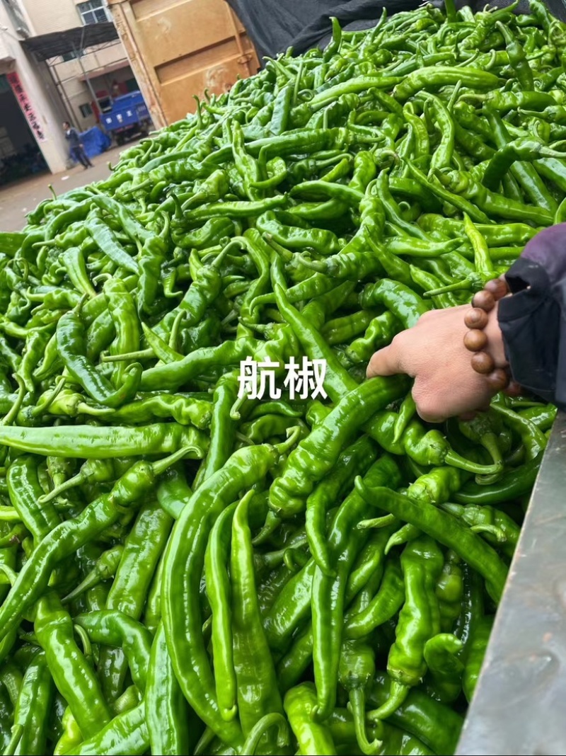 【实力线椒】八号，四号椒，大量现货，价格实惠，质量保证。