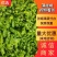 【薄皮椒】芜湖椒山东产地发货全国市场商超品质保证电联优惠
