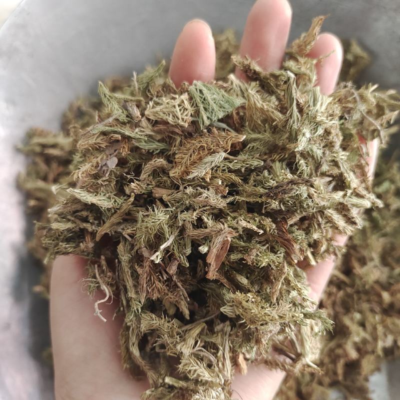 伸筋草，产地货源，货干，批发各种中药材，欢迎订购