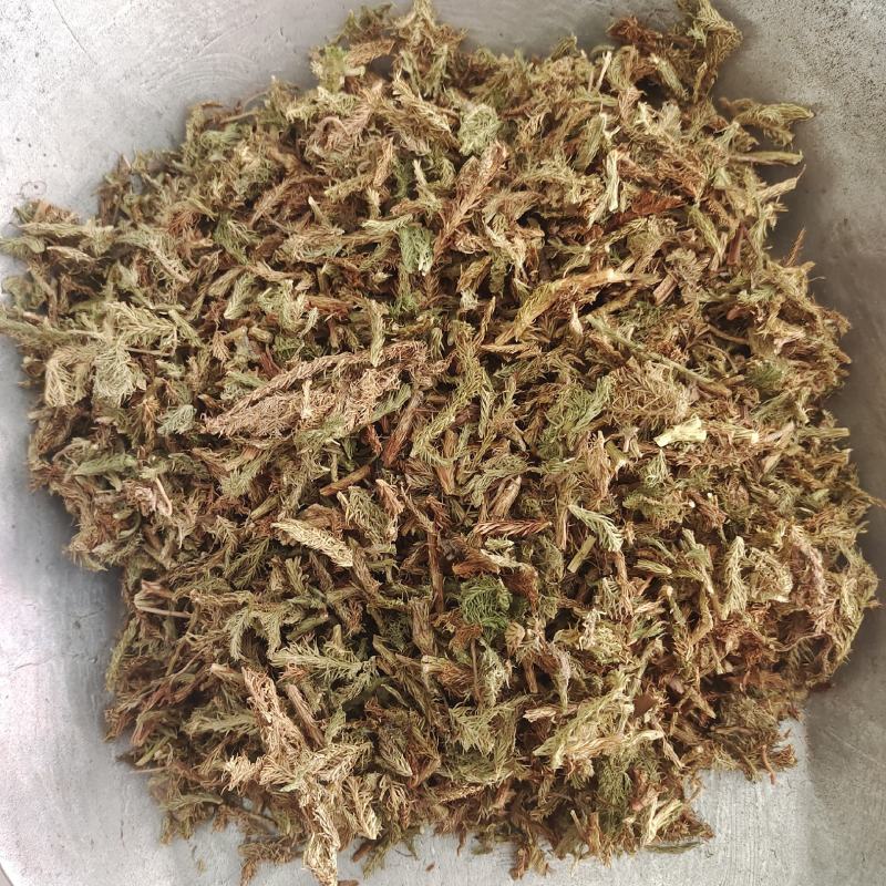 伸筋草，产地货源，货干，批发各种中药材，欢迎订购