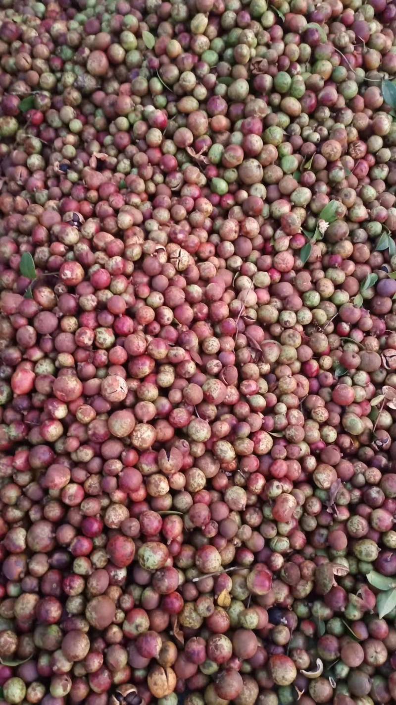 油茶果