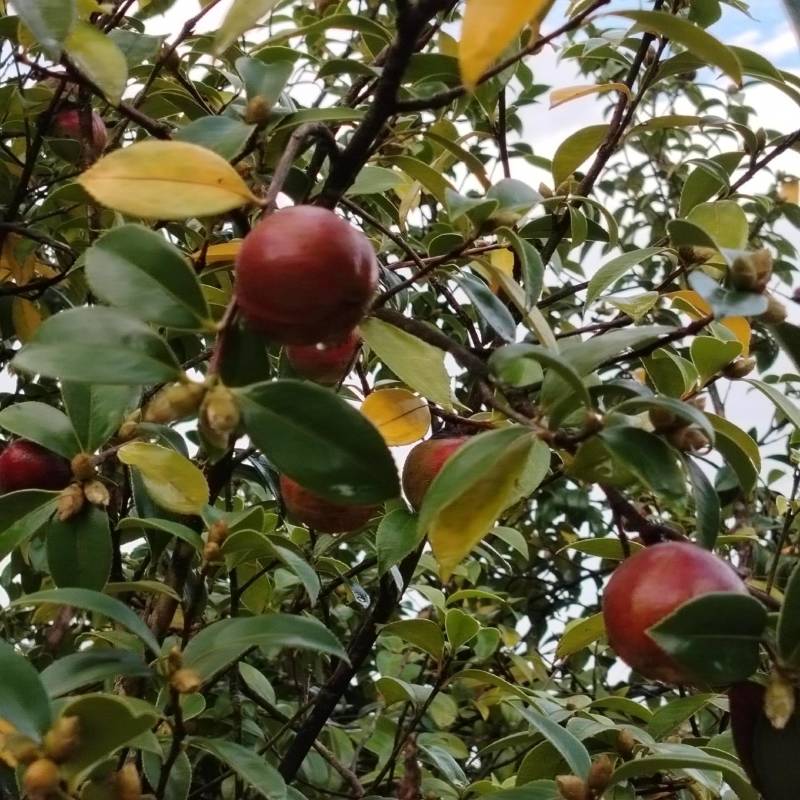 油茶果