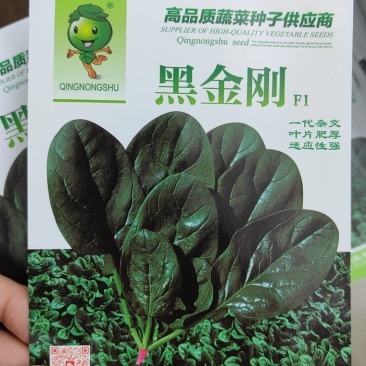 一斤起售黑禧菠菜种子大黑圆叶叶片厚实抗性好秋季必备