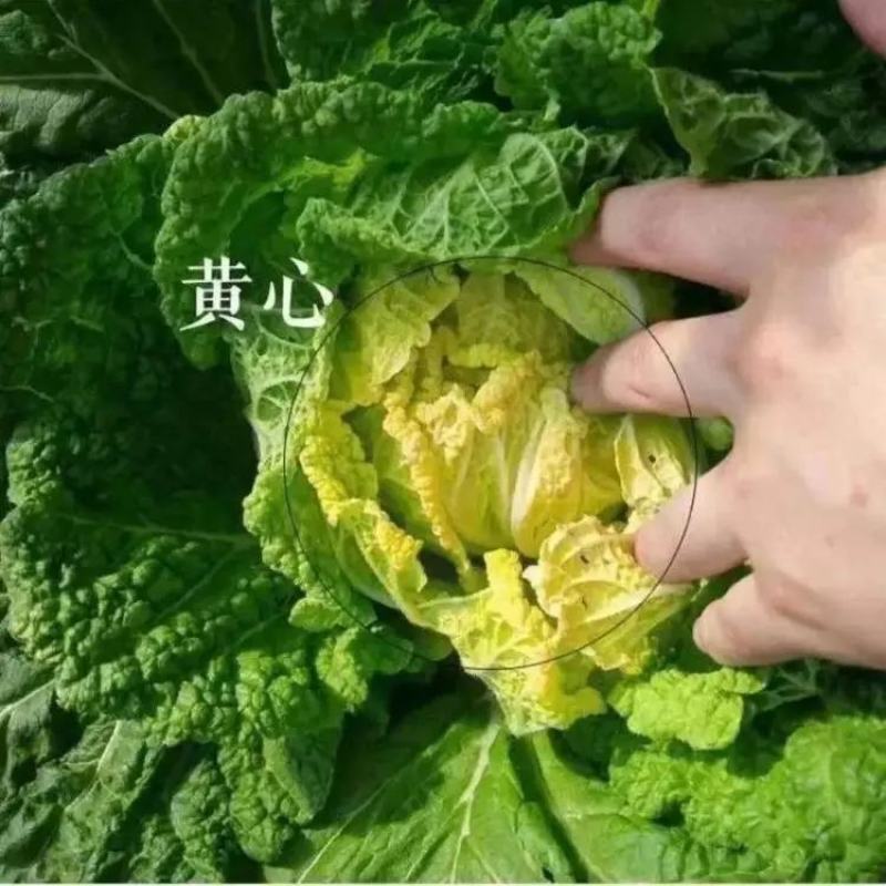 内蒙古精品黄心白菜基地直发品质保证一手货源量大从优