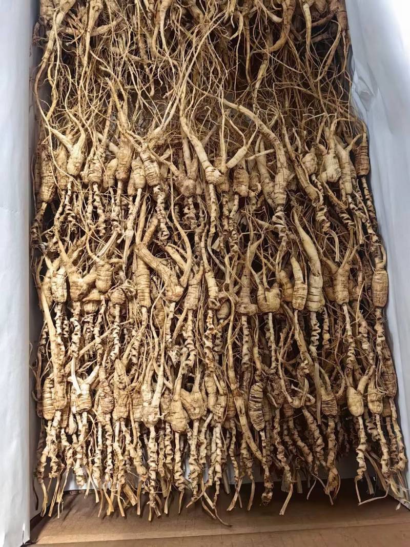 长白山干林下山参，林下参籽货，15～30年参龄，批发销售