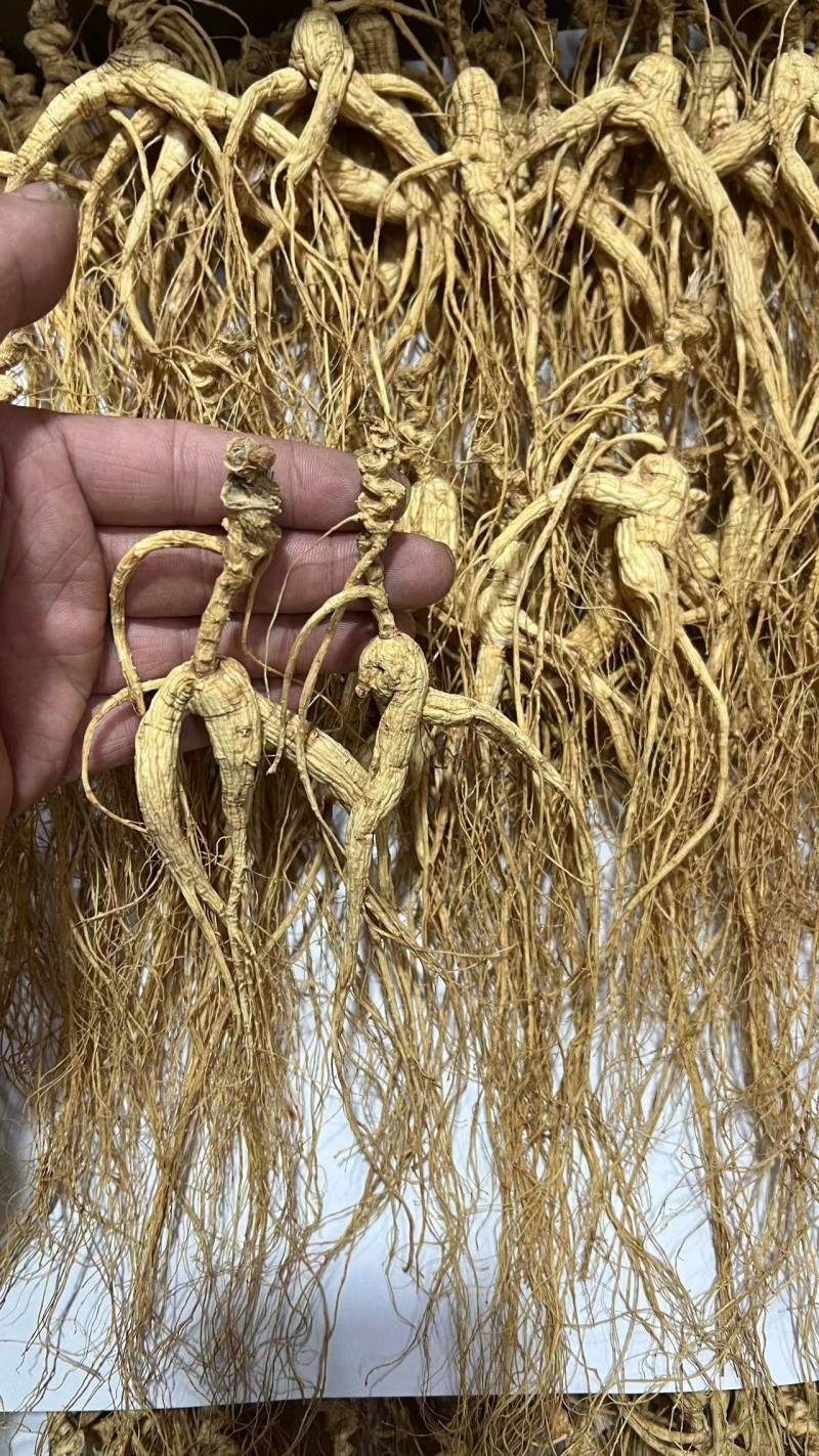 长白山干林下山参，林下参籽货，15～30年参龄，批发销售