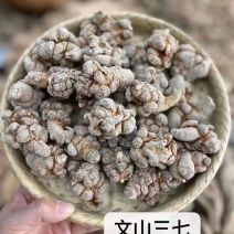 云南精品三七大量上市全国发货可视频