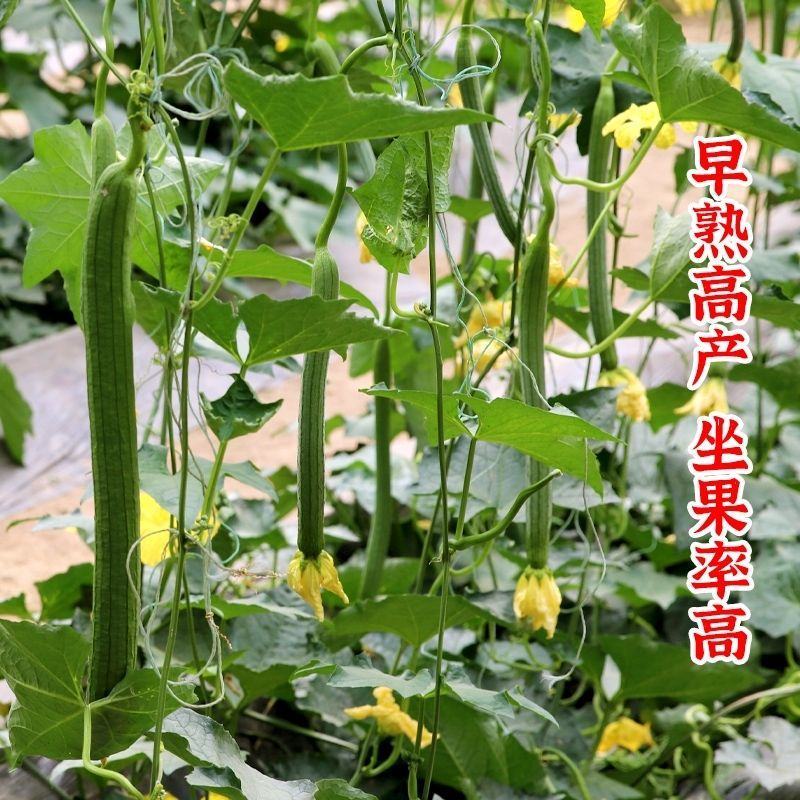香嫩长香丝瓜种子顺直早熟高产盆栽耐热爬藤特长肉丝瓜种籽