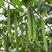 香嫩长香丝瓜种子顺直早熟高产盆栽耐热爬藤特长肉丝瓜种籽