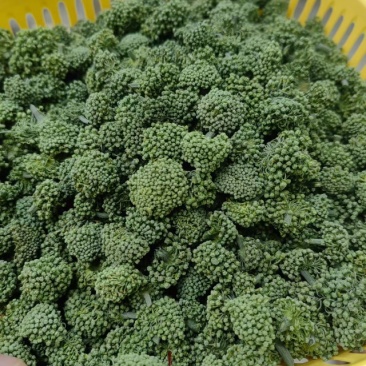 云南精品三七花大量上市产地一手货源欢迎来电咨询