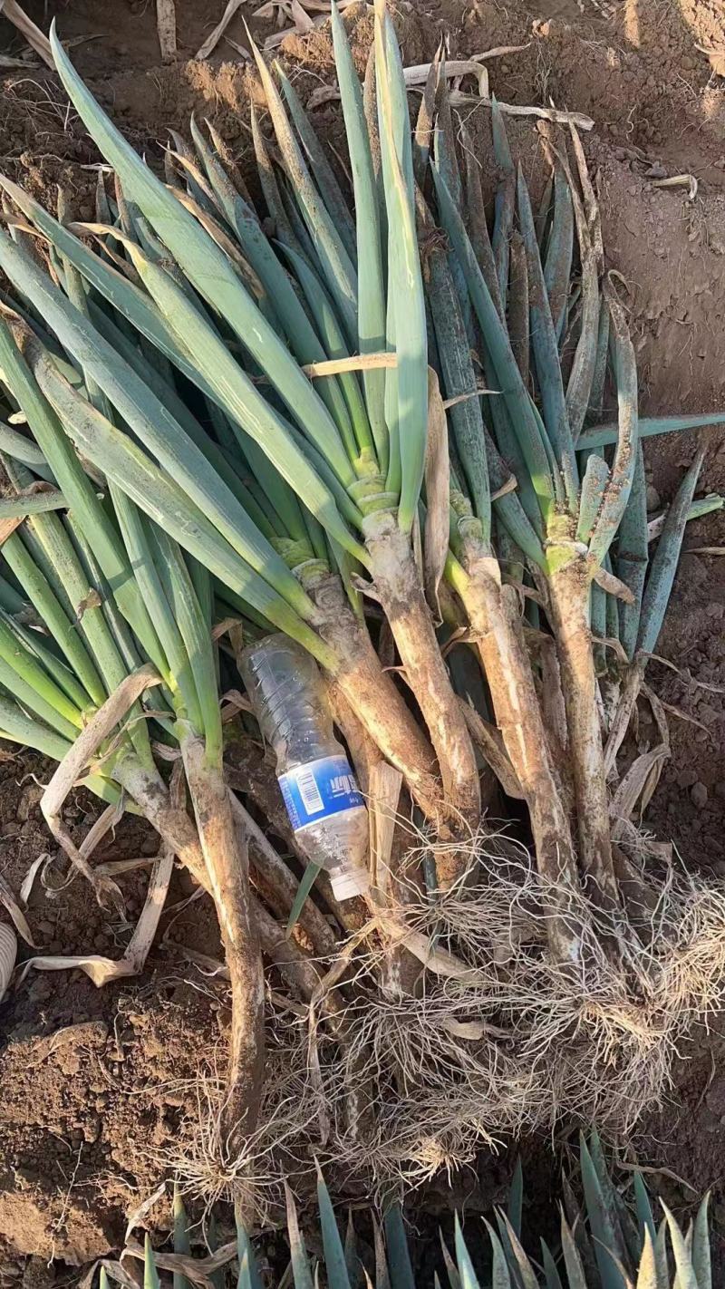 精品长白大葱产地直发品质保证一手货源量大从优