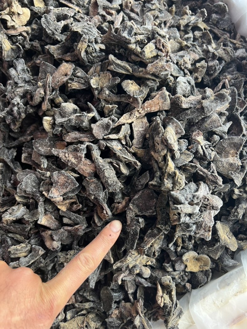 云南干巴菌冻品产地大量批发